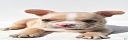 French Bulldog dogs for sale: Harley - Ad 5