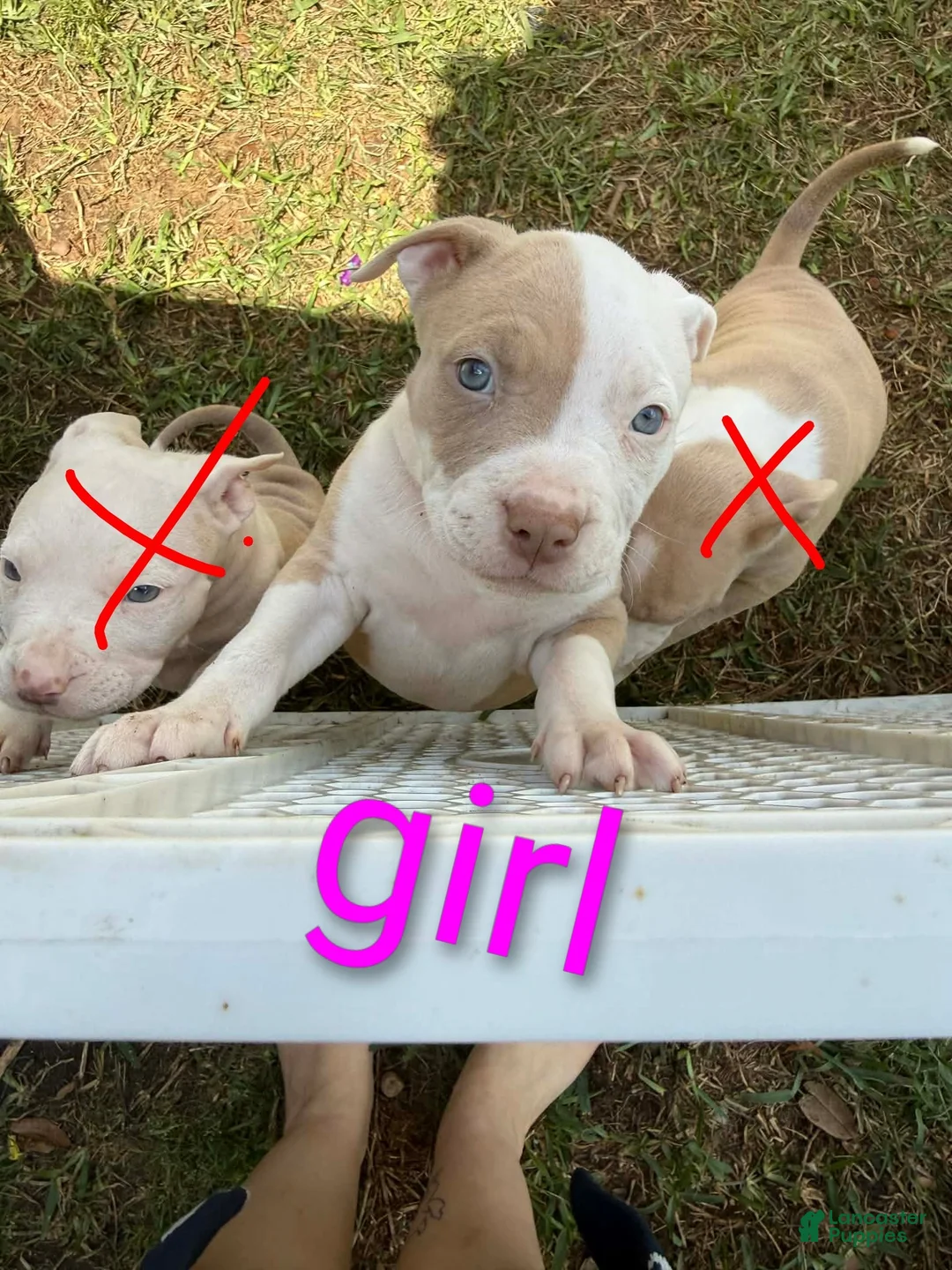 Mixed Breed dogs for sale: Mixed Breed Puppy 1 - Ad 1