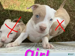 Mixed Breed dogs Mixed Breed Puppy 1 - Ad 5