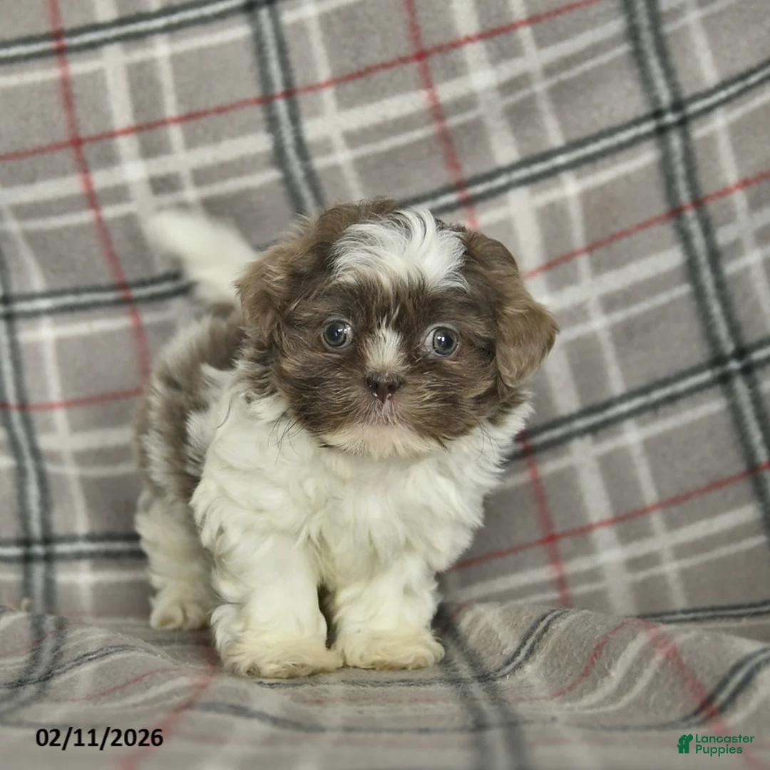 Shih Tzu dogs for sale: Waldo  - Ad 3