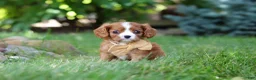 Cavalier King Charles Spaniel dogs for sale: Buddy - Ad 3