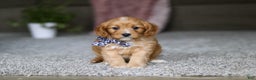 Cavalier King Charles Spaniel dogs for sale: Callie - Ad 10