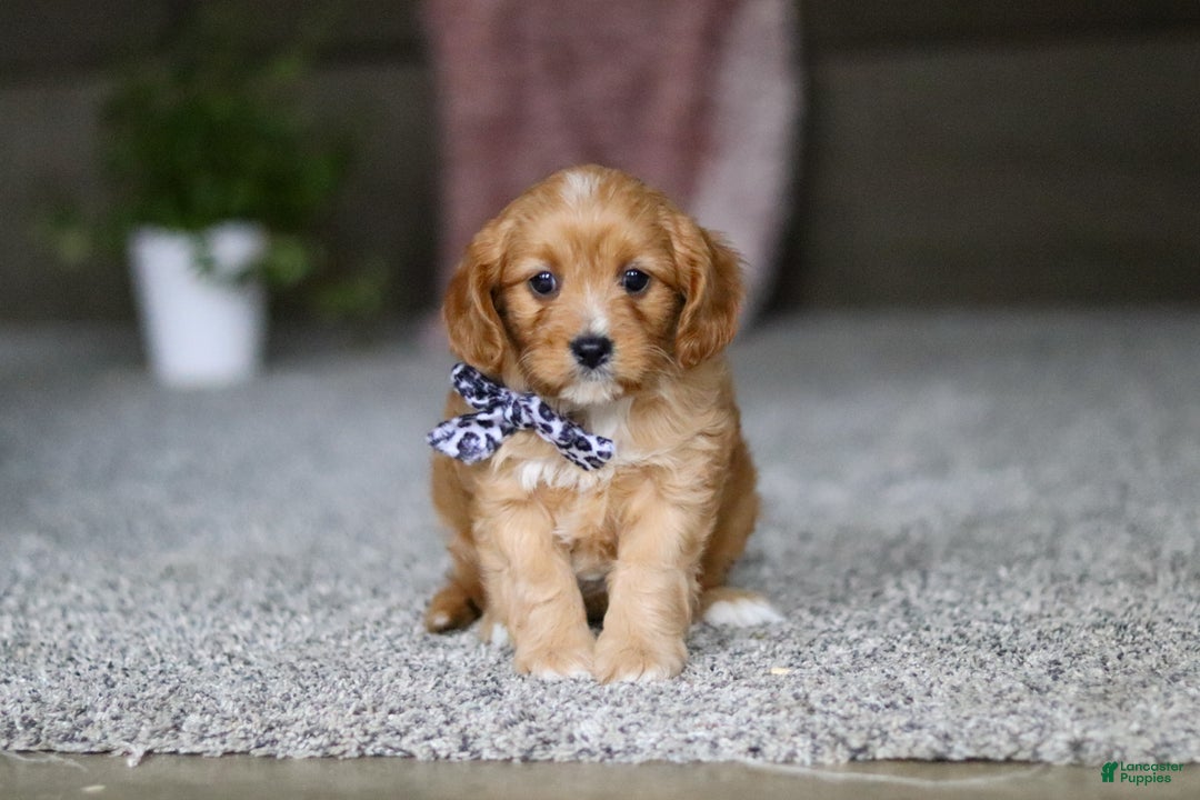 Cavalier King Charles Spaniel dogs for sale: Callie - Ad 10