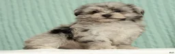 Pomapoo dogs for sale: Parker - Ad 3
