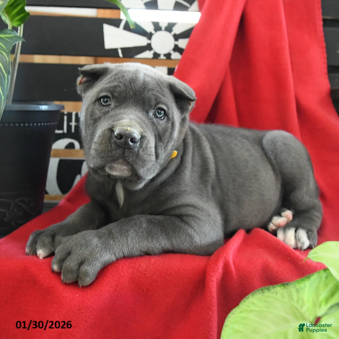 Cane Corso dogs for sale: Bruno - Ad 4