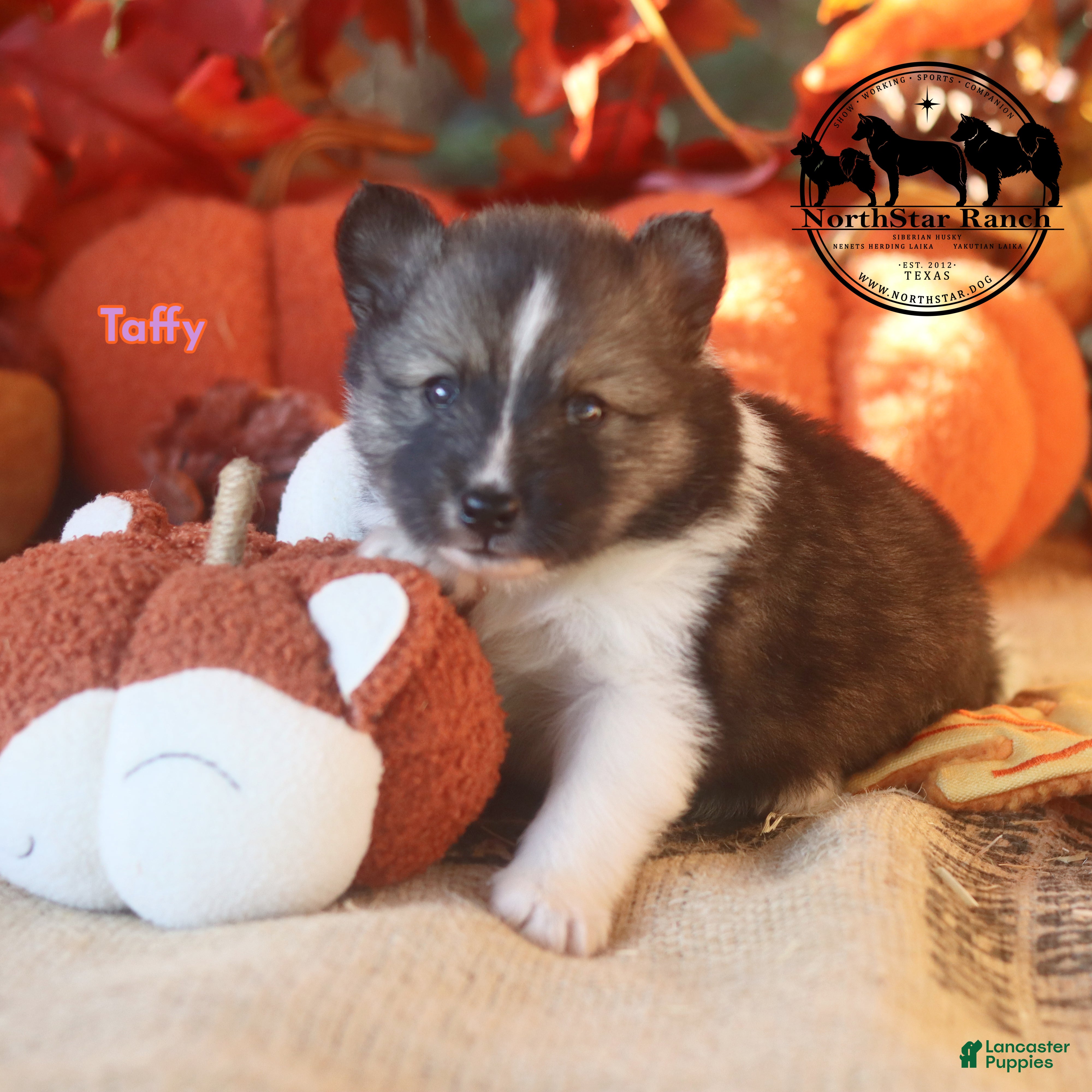 Nenets Herding Laika dogs for sale: Taffy Nenets Laika Texas - Ad 1