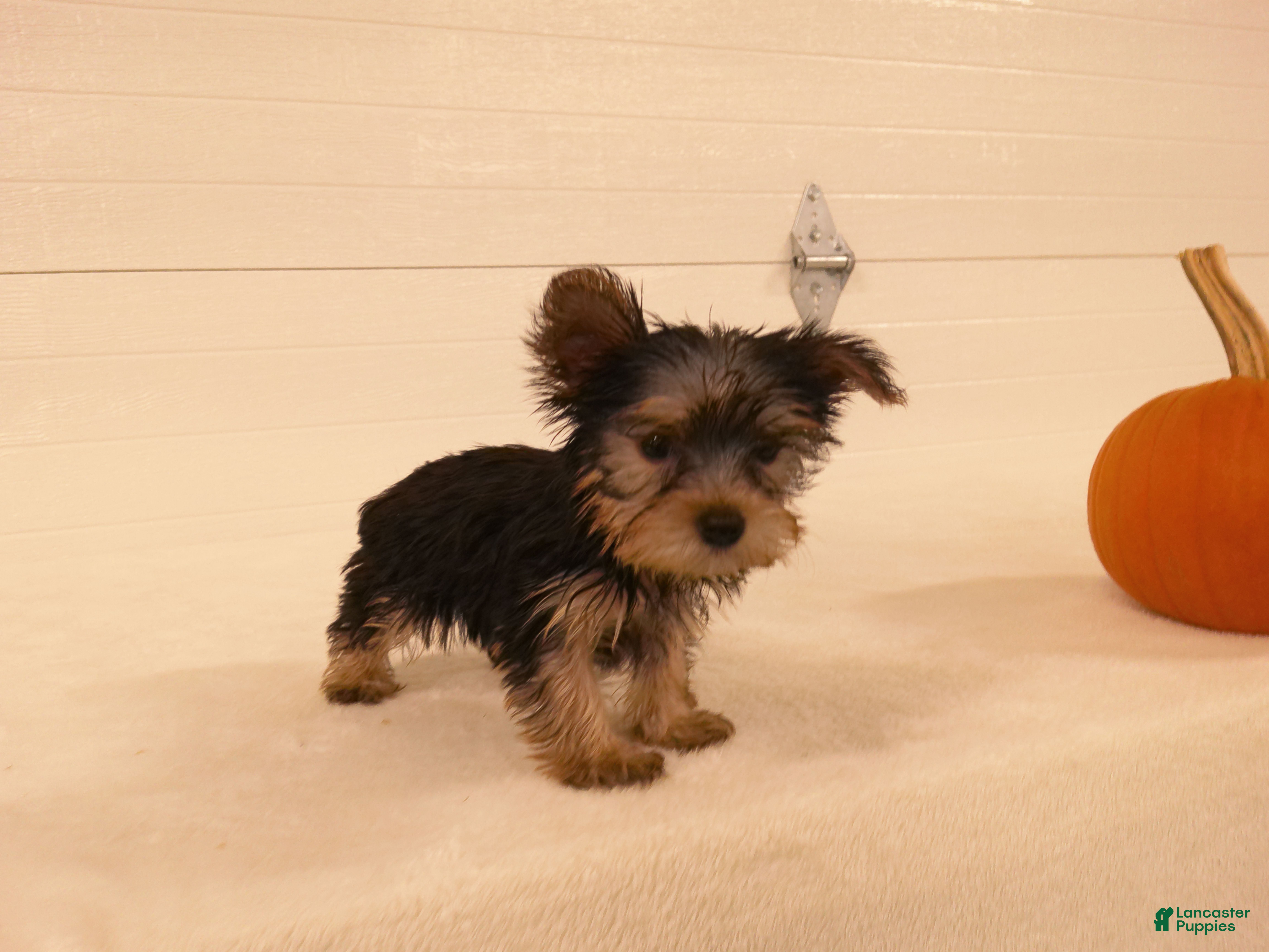 Yorkshire Terrier dogs for sale: Ruby - Ad 2