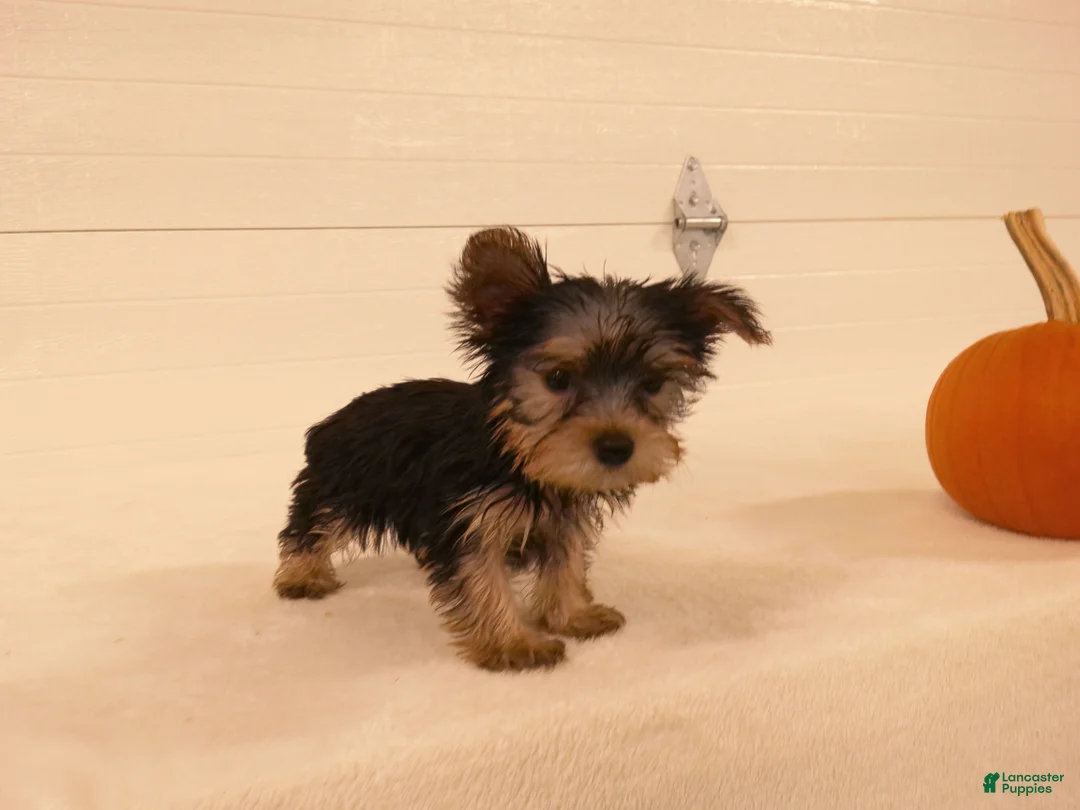 Yorkshire Terrier dogs for sale: Ruby - Ad 2