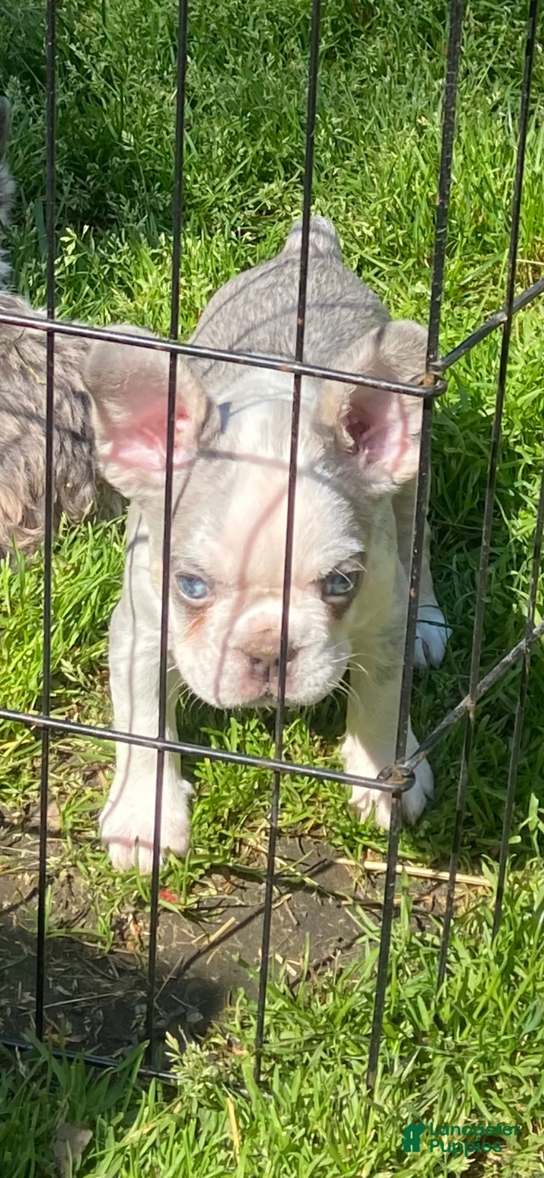 French Bulldog dogs for sale: French Bulldog Puppy 1 - Ad 3