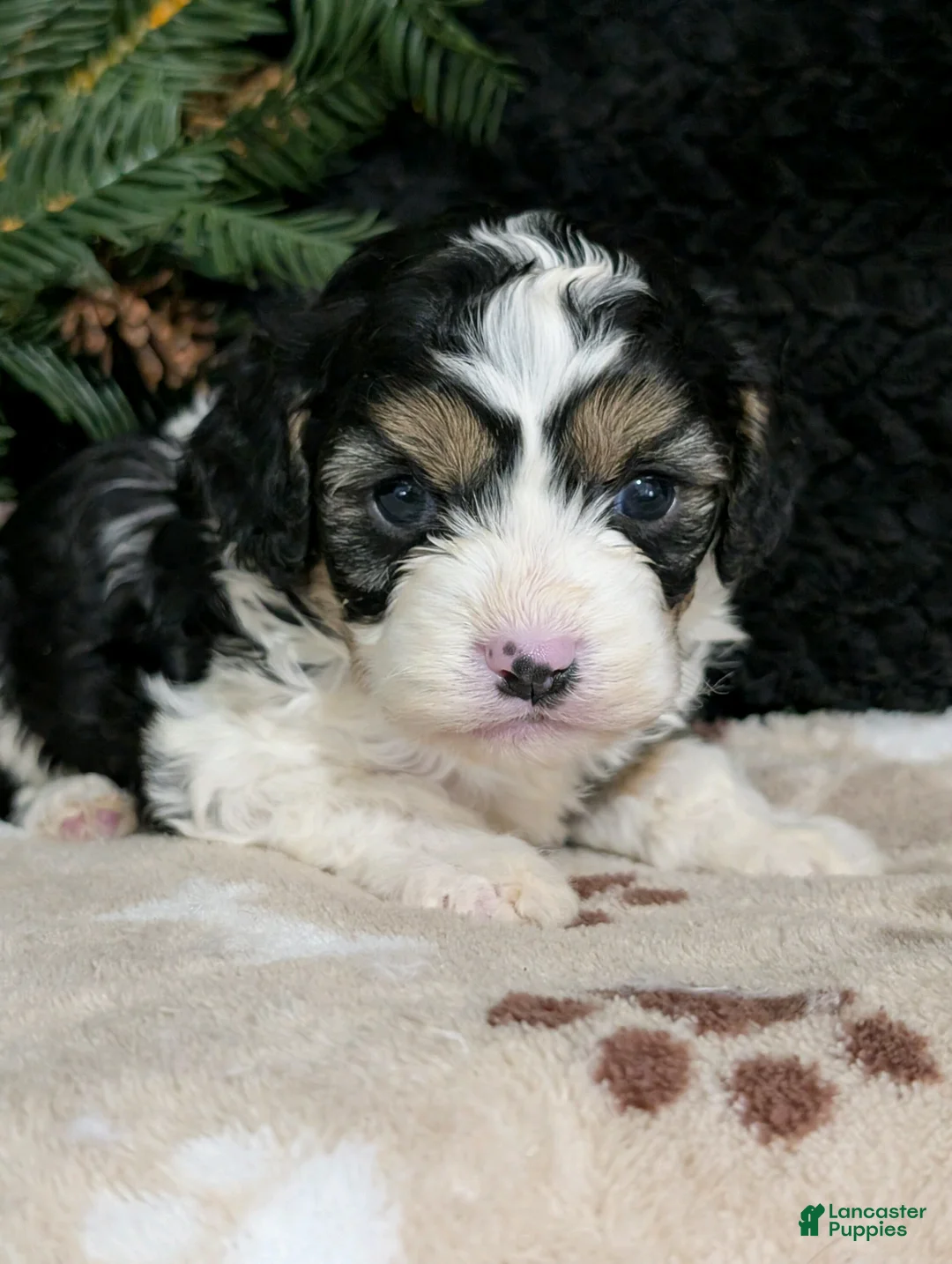 Cavapoo dogs for sale: Tommy  - Ad 1