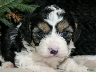 Cavapoo dogs for sale: Tommy - Ad 2