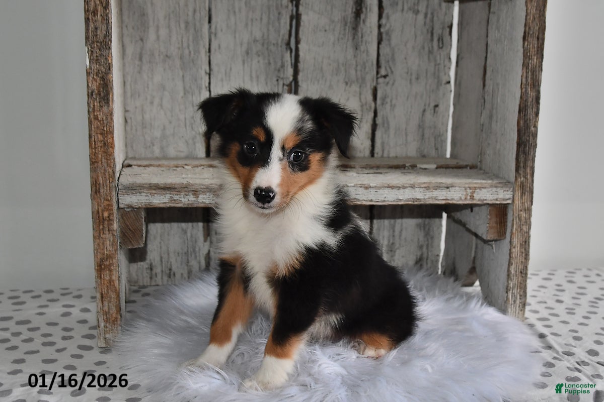 Australian Shepherd dogs Piper - Ad 11