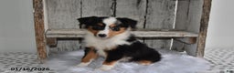 Australian Shepherd dogs for sale: Piper - Ad 1