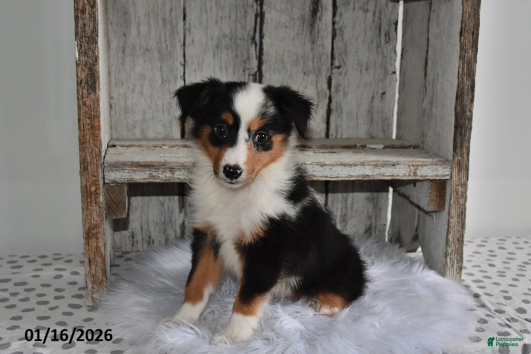 Australian Shepherd dogs for sale: Piper - Ad 1