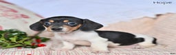 Miniature Dachshund dogs for sale: Hope - Ad 2