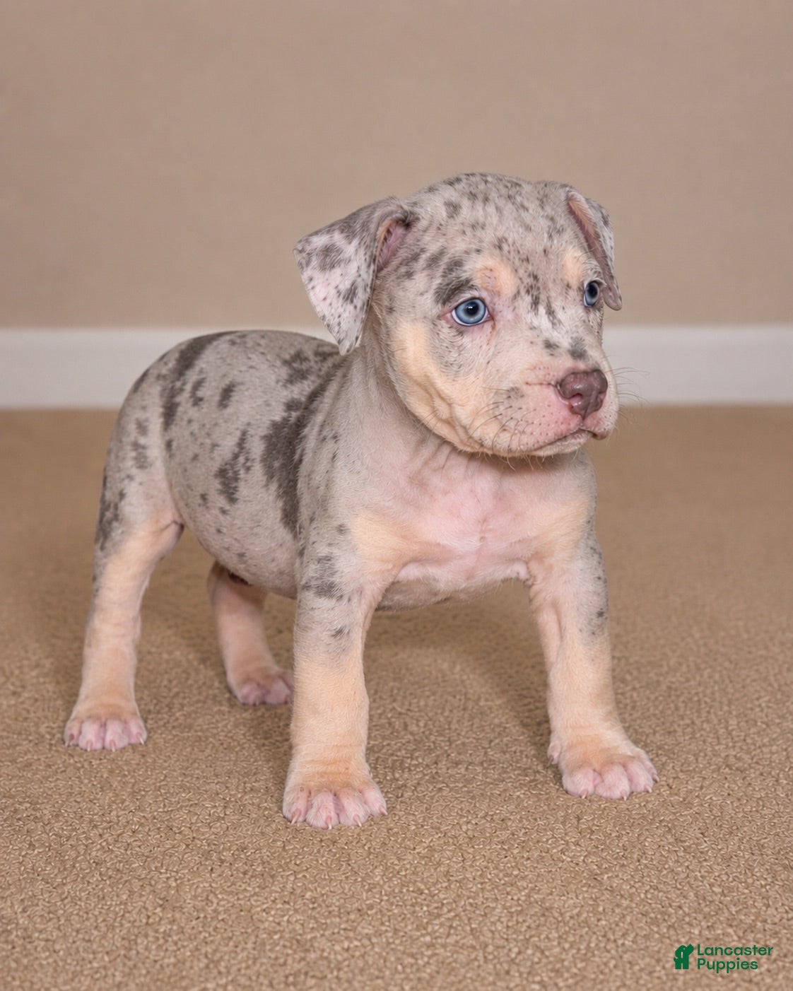 American Bully dogs American Bully 1 - Ad 8