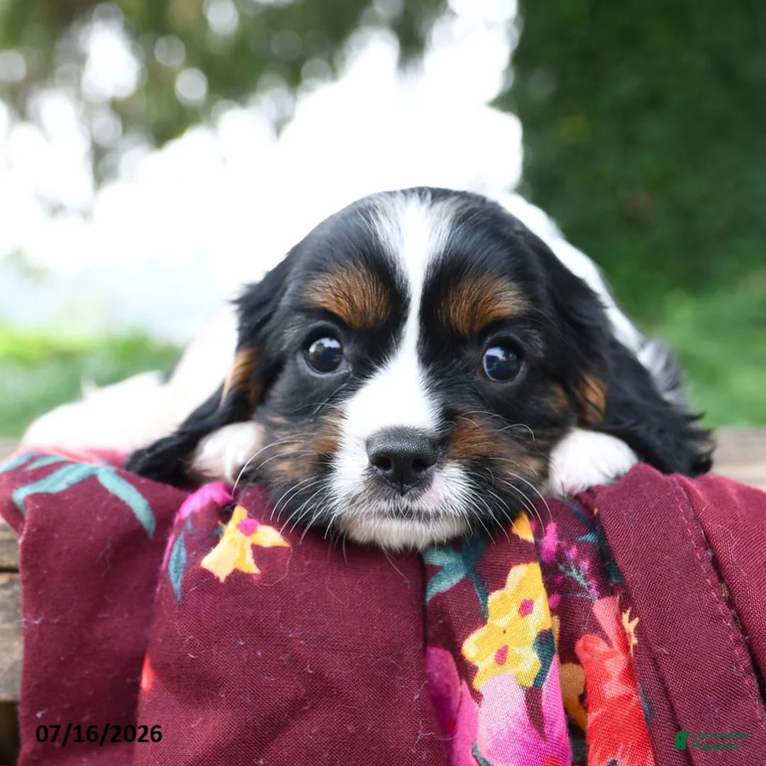 Cavalier King Charles Spaniel dogs for sale: Griffin - Ad 3