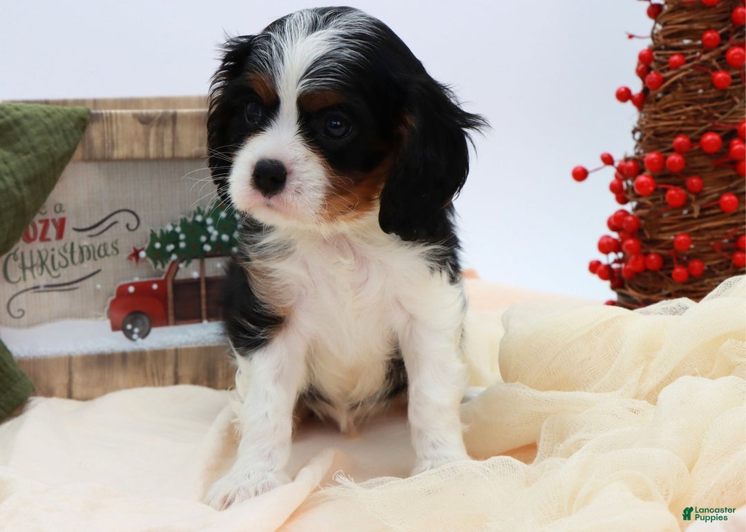 Cavalier King Charles Spaniel dogs for sale: Kye - Ad 9