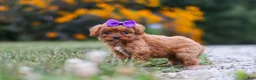 Cavapoo dogs for sale: Lilac - Ad 3