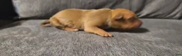 American Bully dogs for sale: Bella - Ad 5