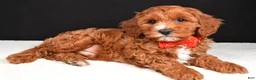 Cavapoo dogs for sale: Buddy - Ad 1