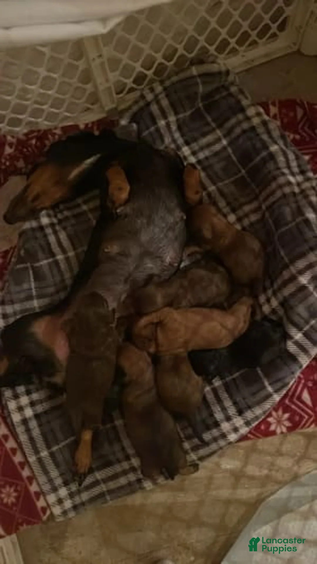 Gallery Image {{count}}