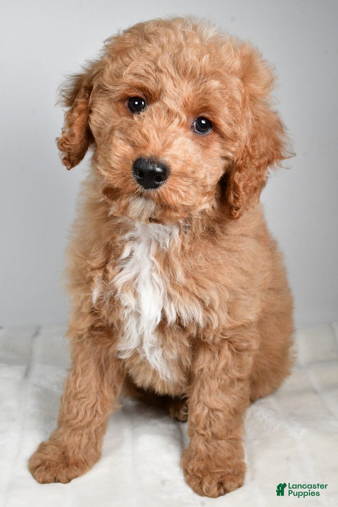 Cockapoo dogs for sale: dallas - Ad 3