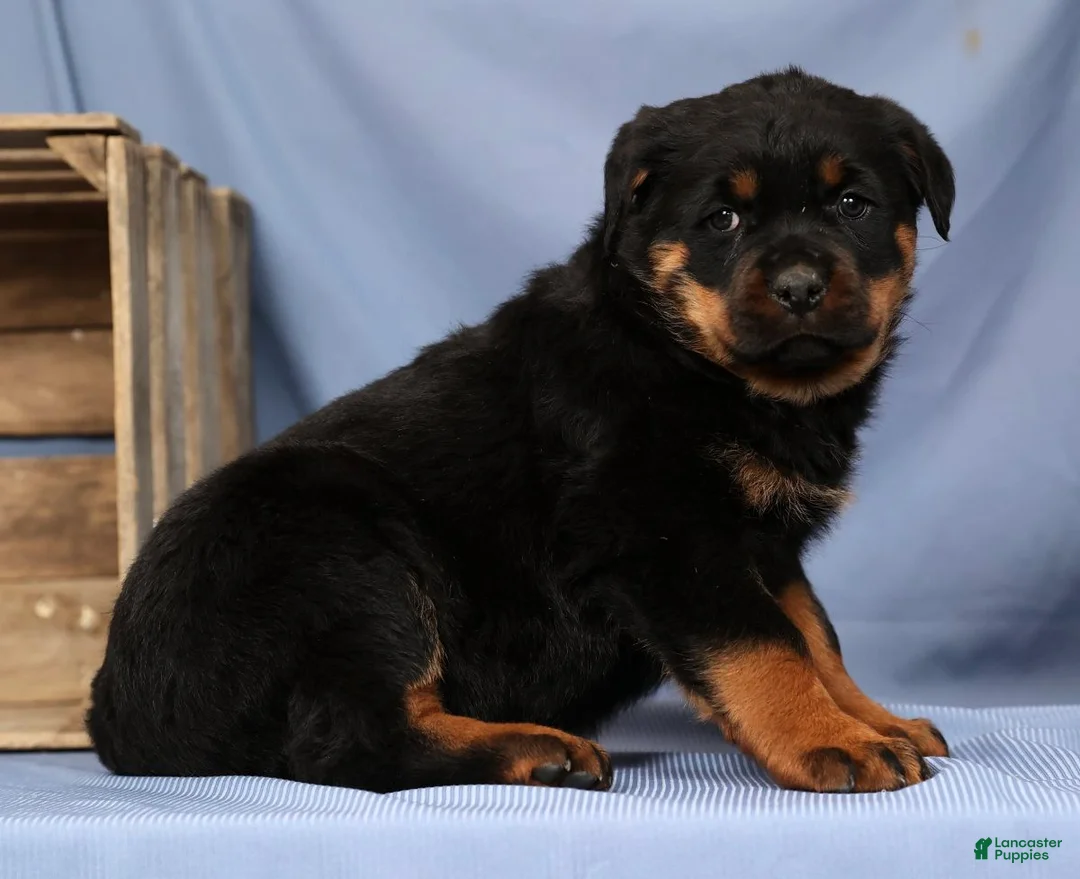 Rottweiler dogs for sale: Laura - Ad 5