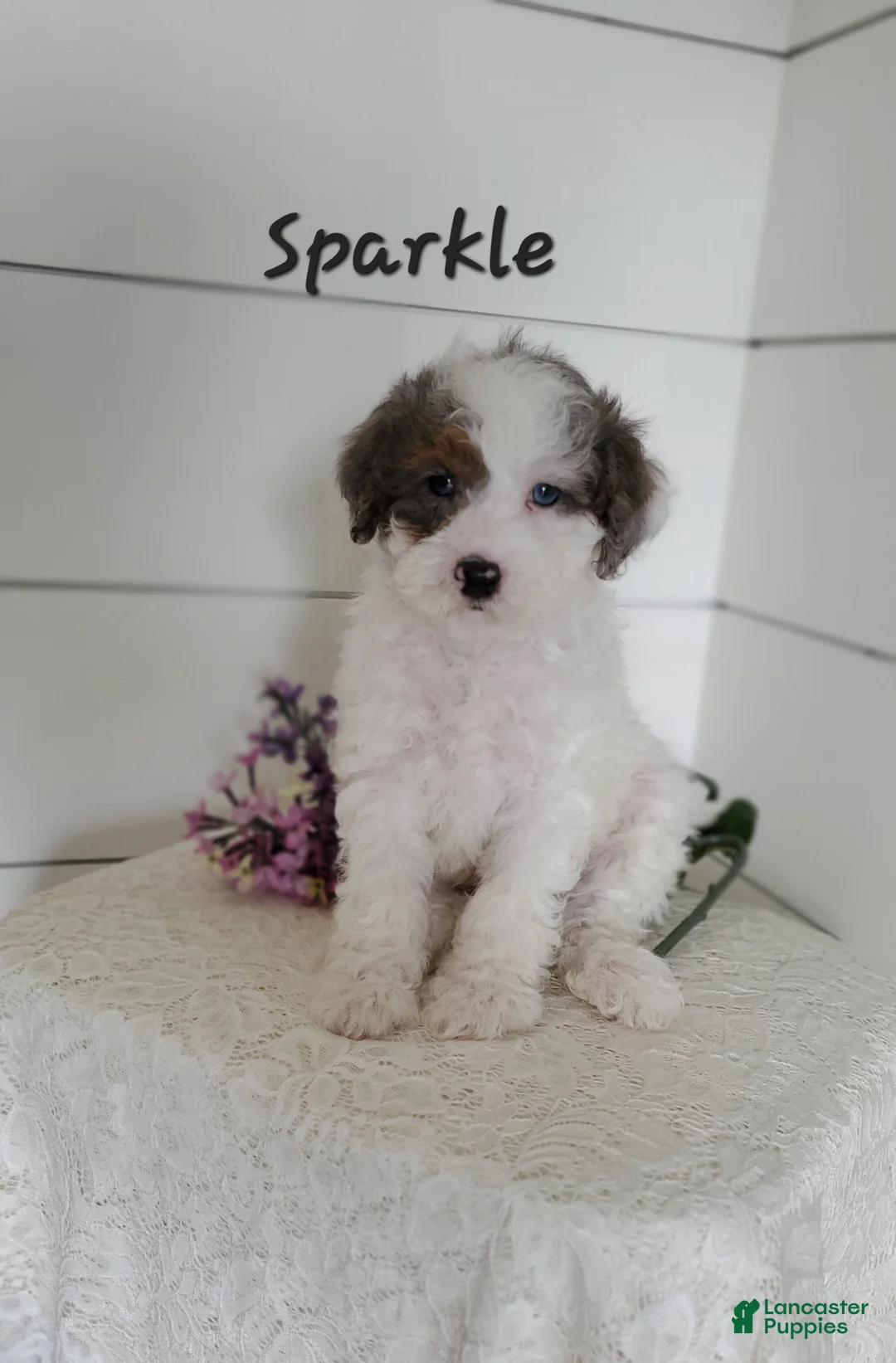 Cavapoo dogs for sale: Sparkle - Ad 1