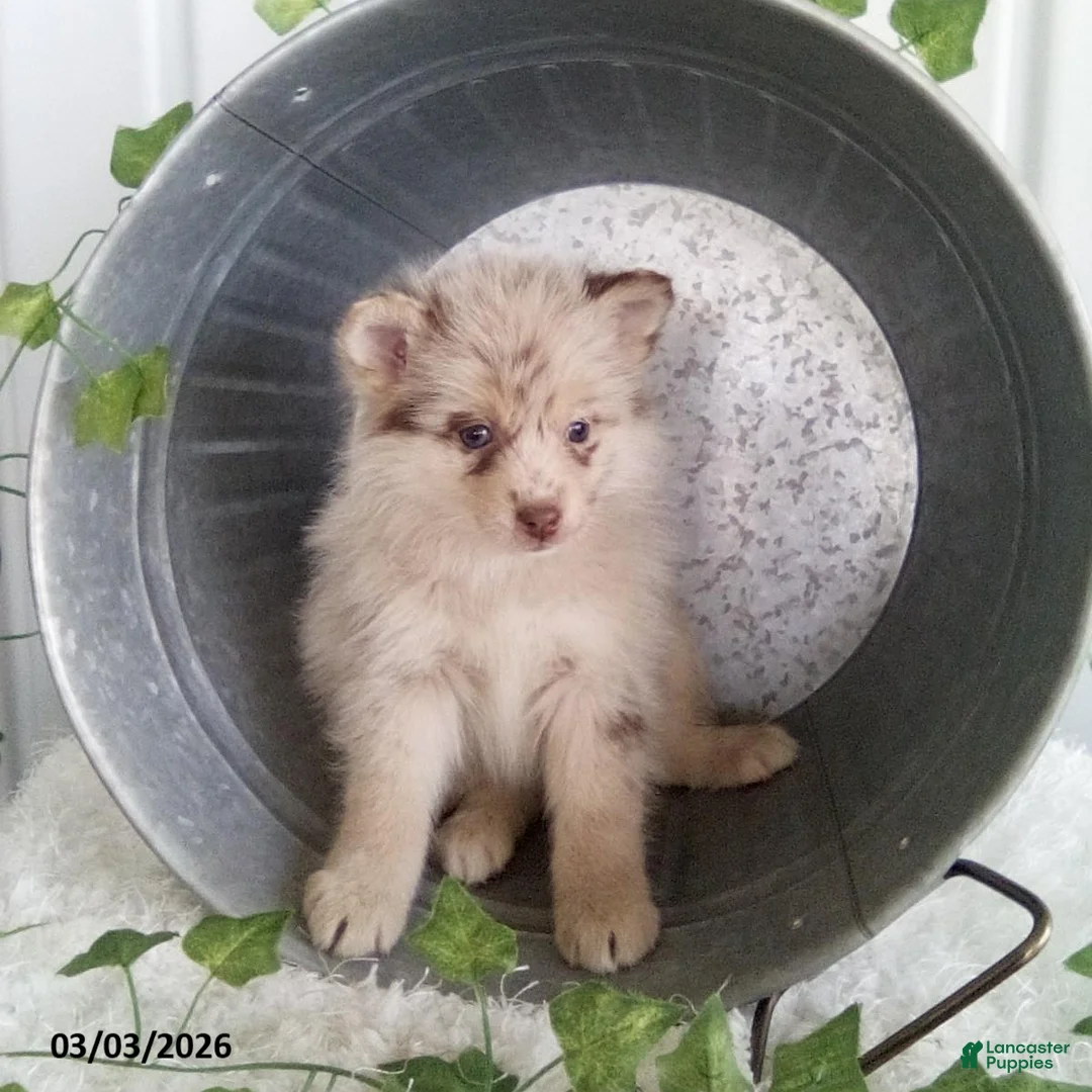 Pomsky dogs for sale: Marci - Ad 1