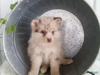 Pomsky dogs for sale: Marci - Ad 3