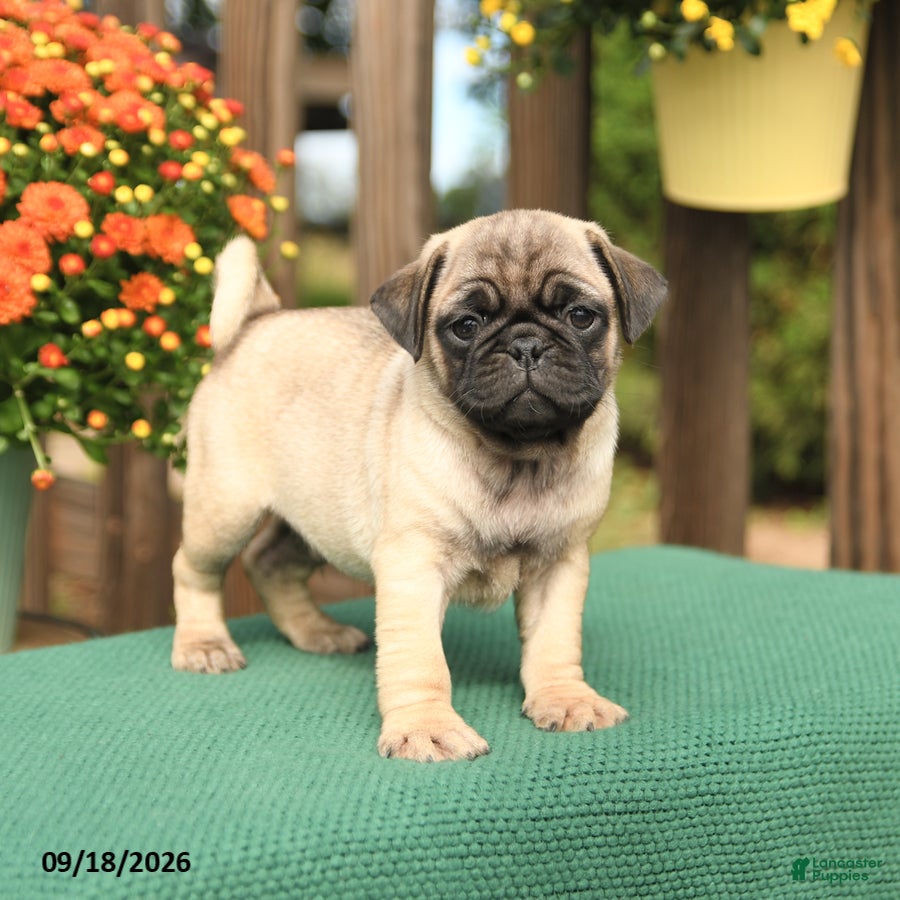 Pug dogs Max - Ad 2