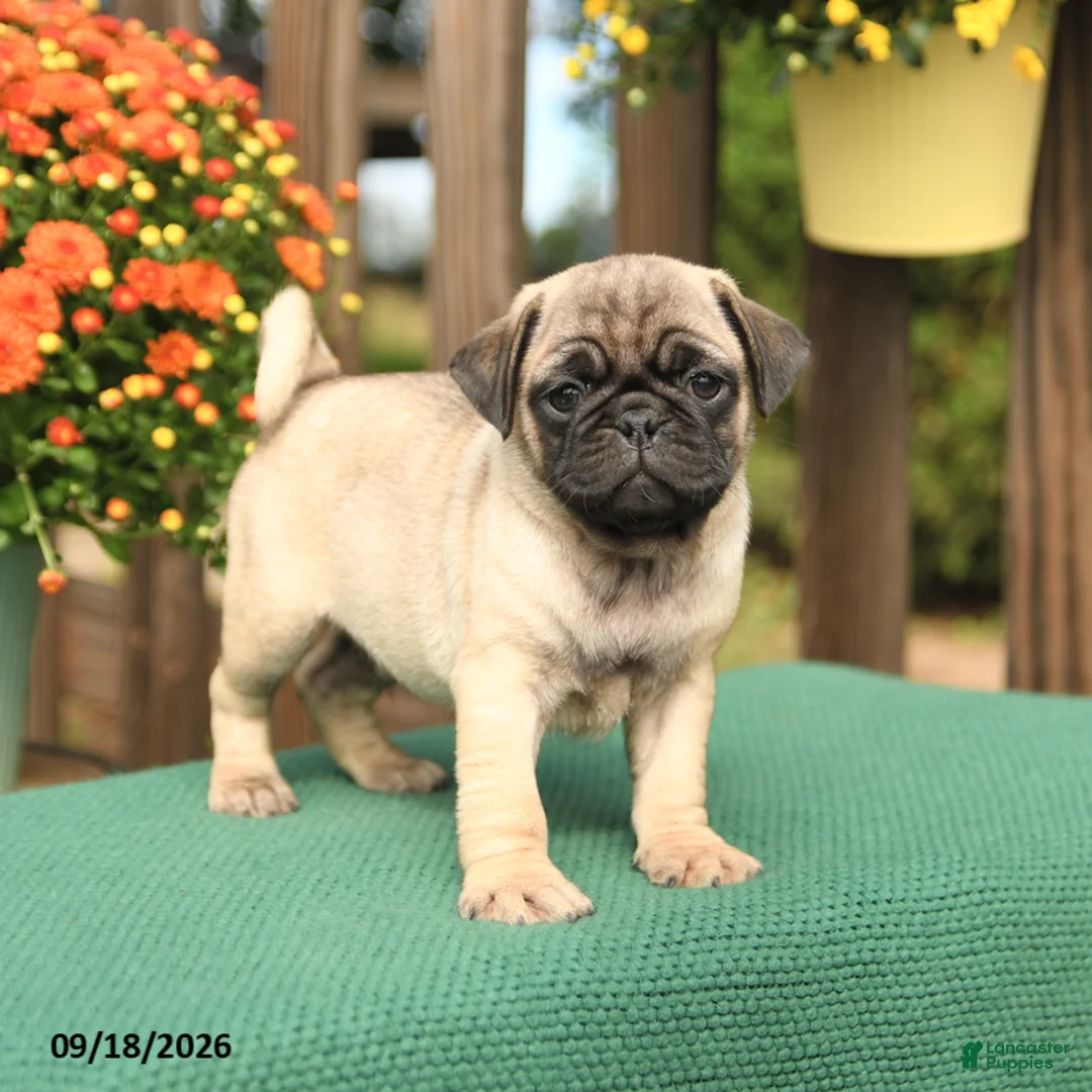 Pug dogs for sale: Max - Ad 2