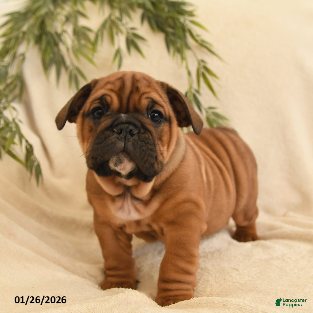 English Bulldog dogs for sale: Bonnie - Ad 4
