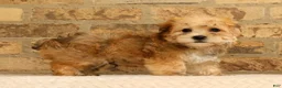 Yochon dogs for sale: Thomas - Ad 6