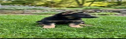 German Shepherd dogs for sale: German Shepherd 1 - Ad 7