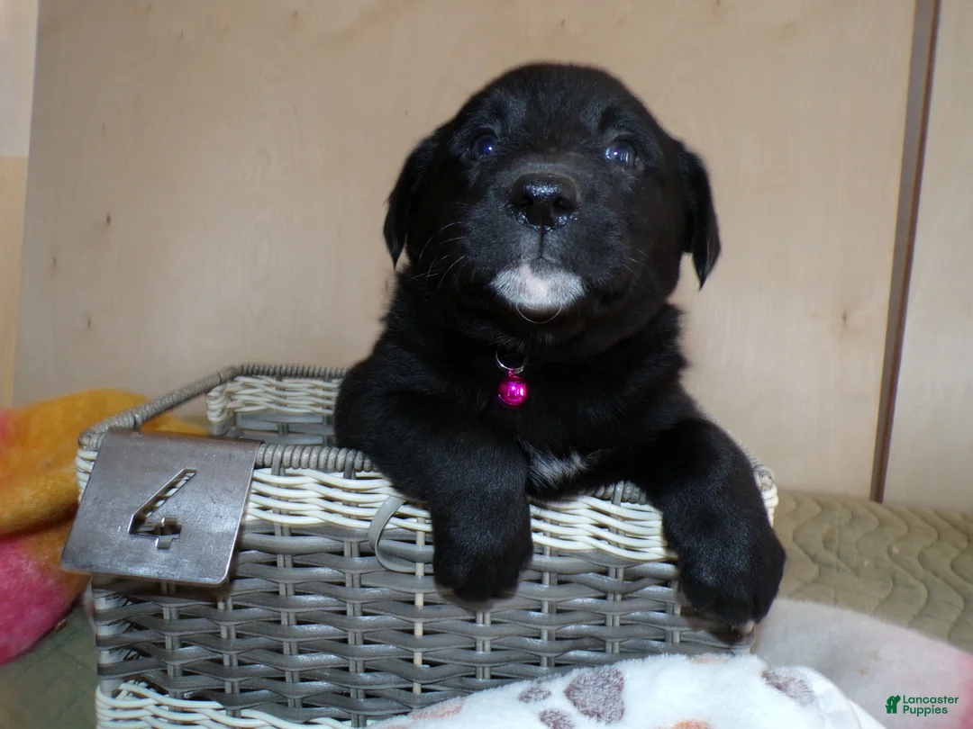 Border Collie dogs for sale: Border Collie Puppy 4 Windy - Ad 4