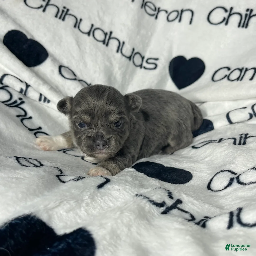Chihuahua dogs for sale: Fern Blue Long Coat - Ad 1