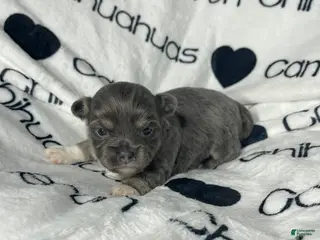 Chihuahua dogs Fern Blue Long Coat - Ad 6