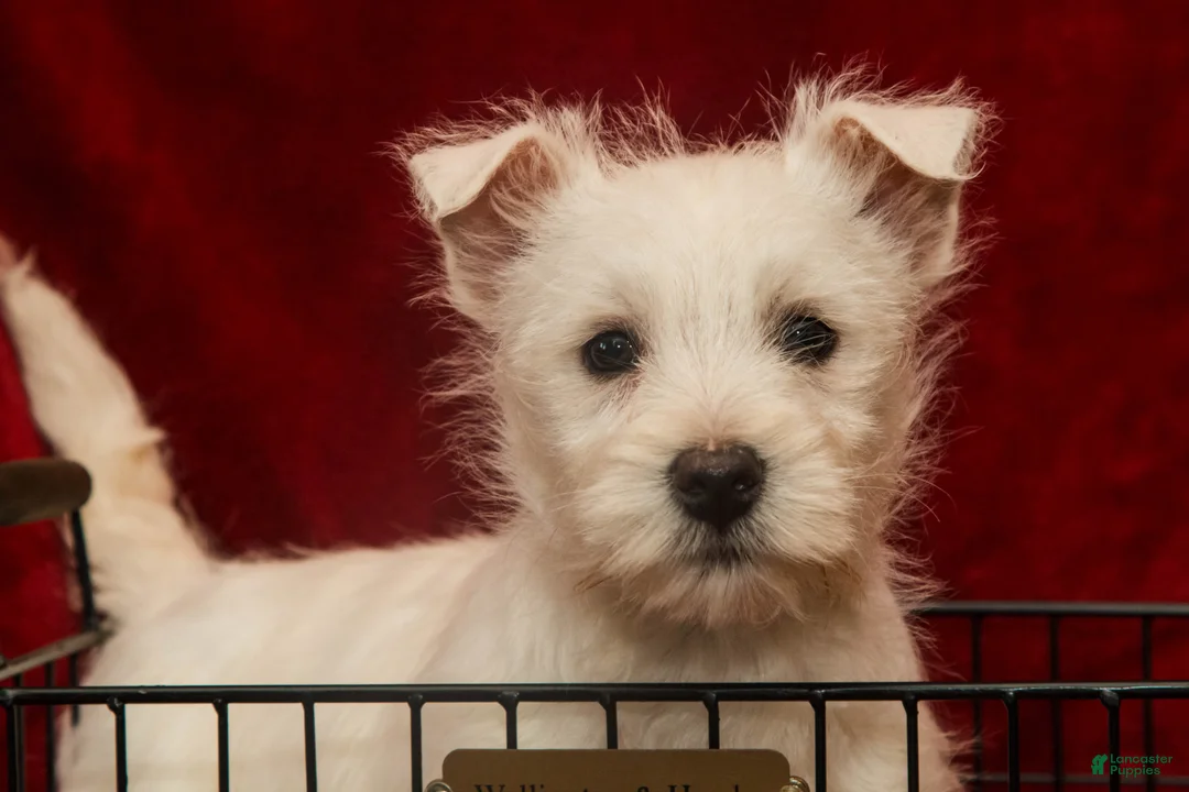 West Highland Terrier dogs for sale: Prancer - Ad 4