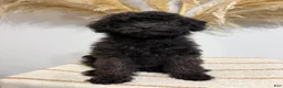 Mini Goldendoodle dogs for sale: Chocolate Girl  - Ad 6