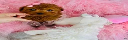 Miniature Poodle dogs for sale: Miniature Poodle 2 - Ad 2