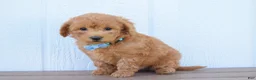 Bichpoo dogs for sale:  Kody 🐶💖 - Ad 16