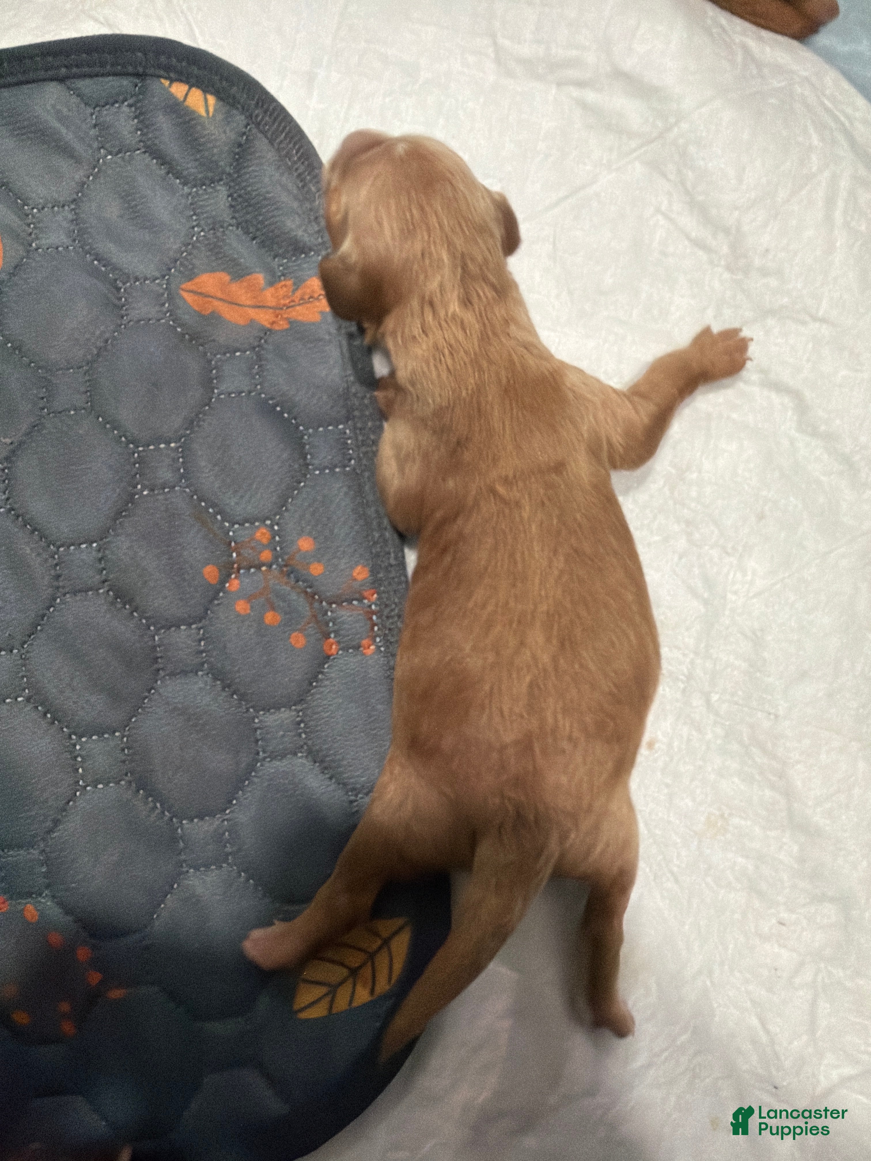 Mini Goldendoodle dogs Mini Goldendoodle Puppy 3 - Ad 3