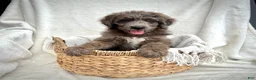 Bernedoodle dogs for sale: Scout - Ad 3
