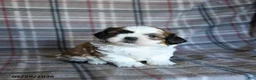 Shih Tzu dogs for sale: Speckles - Ad 1