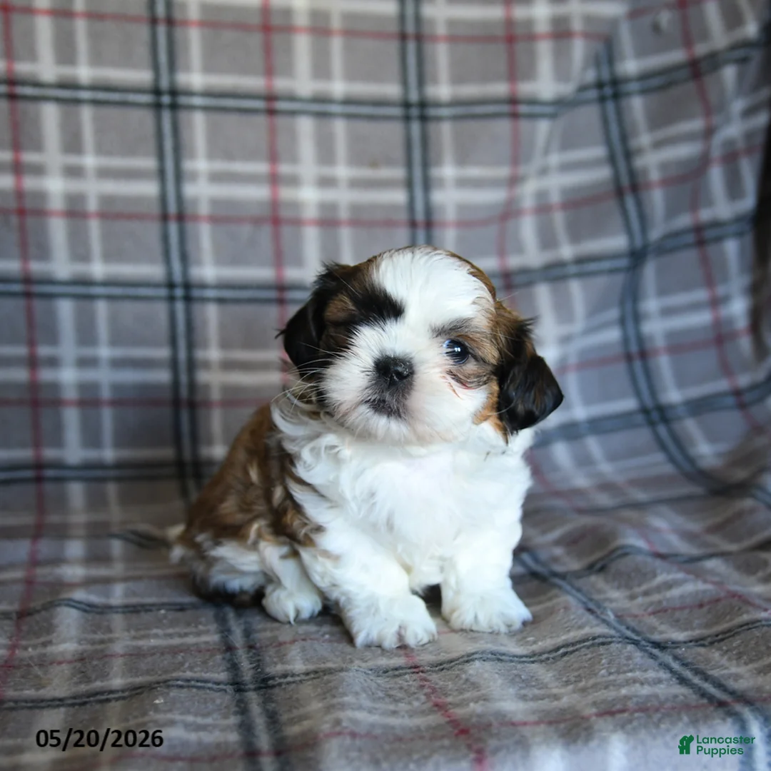 Shih Tzu dogs for sale: Speckles - Ad 1