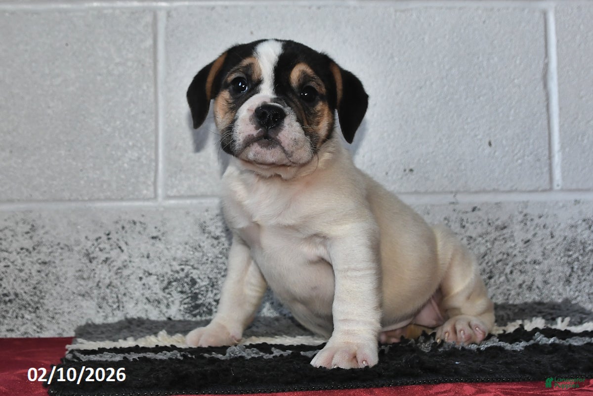 Beabull dogs Josie - Ad 2