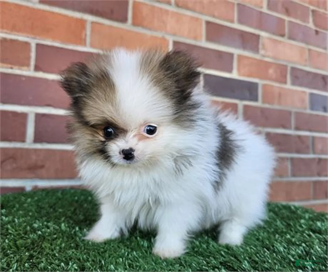 Pomeranian dogs for sale: Pomeranian Puppy 1 - Ad 3