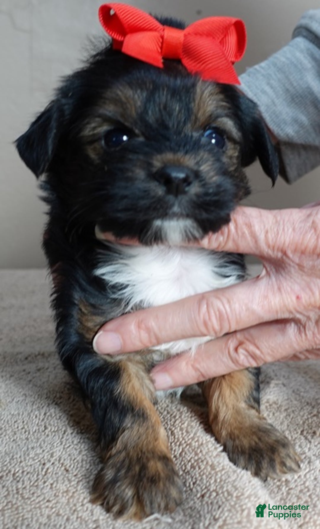 Yorkshire Terrier dogs for sale: Kismet black face - Ad 2